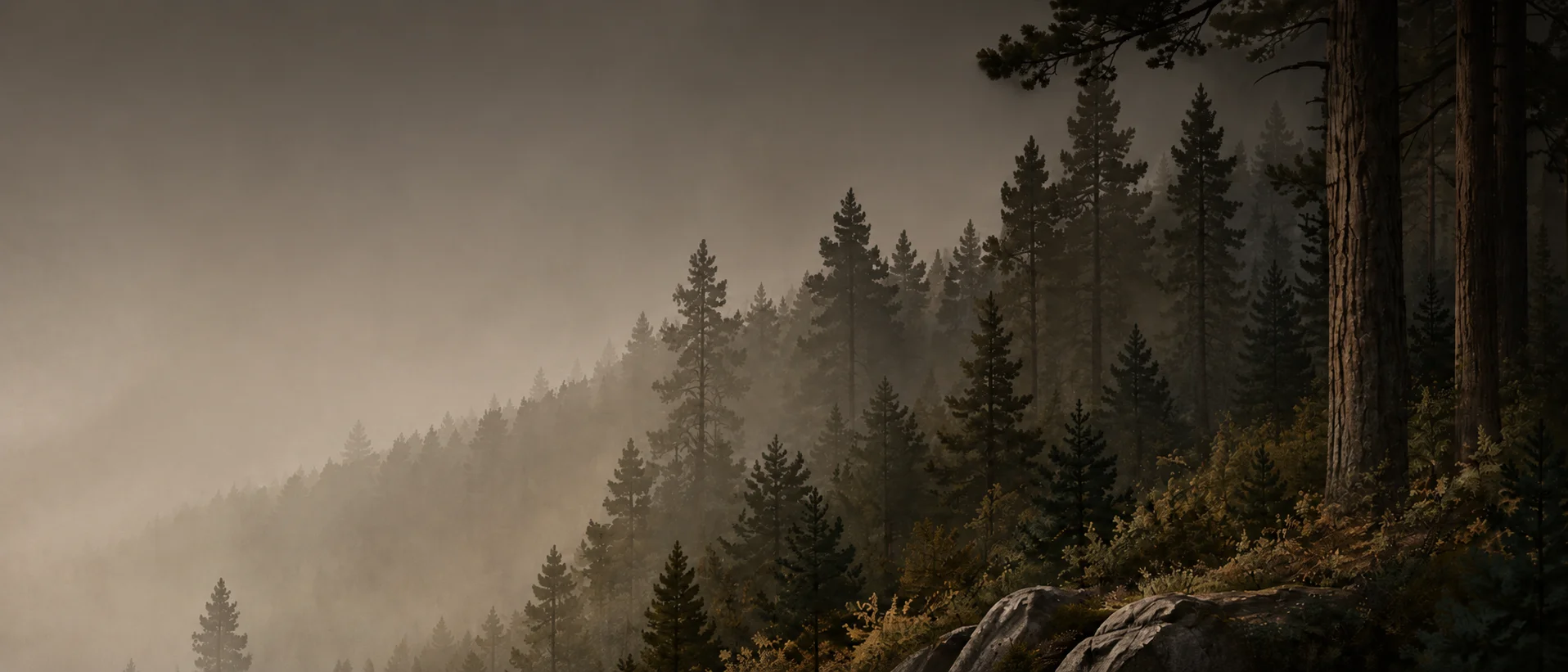 foret sombre